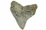 Rare Fossil Megalodon Tooth - Bakersfield, CA #243183-1